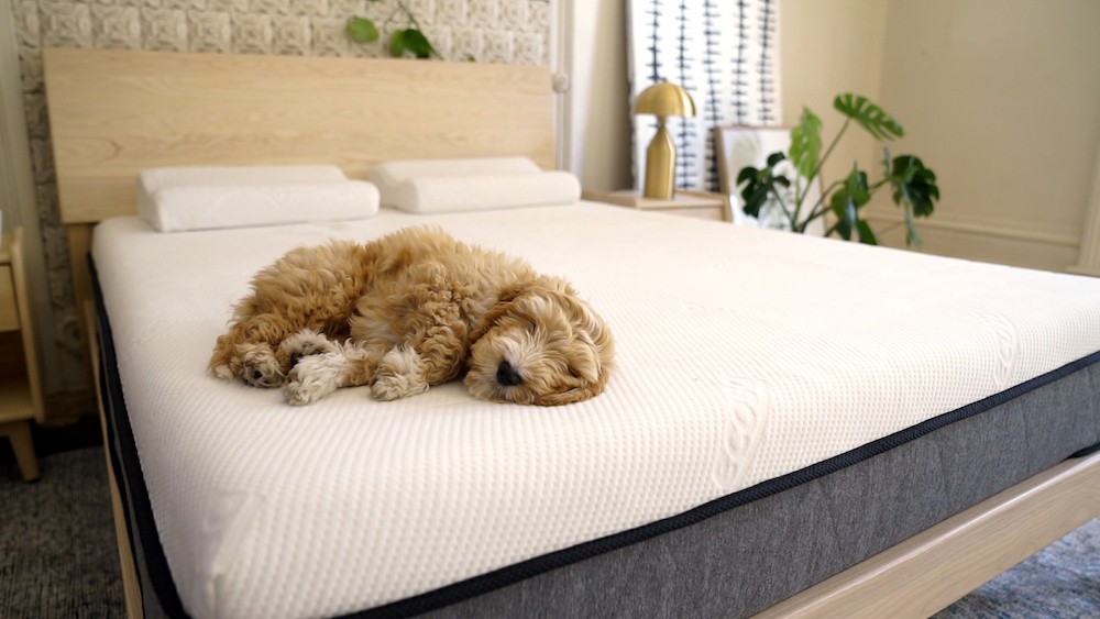 Why It’s Completely Safe to Sleep with Your Pet | Ecosa Blog